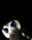 Обои Funny Owl With Big Blue Eyes 128x160
