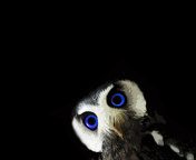 Funny Owl With Big Blue Eyes wallpaper 176x144