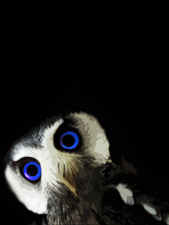 Обои Funny Owl With Big Blue Eyes 240x320
