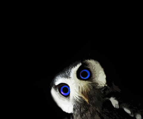 Das Funny Owl With Big Blue Eyes Wallpaper 480x400