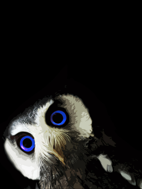 Funny Owl With Big Blue Eyes wallpaper 480x640