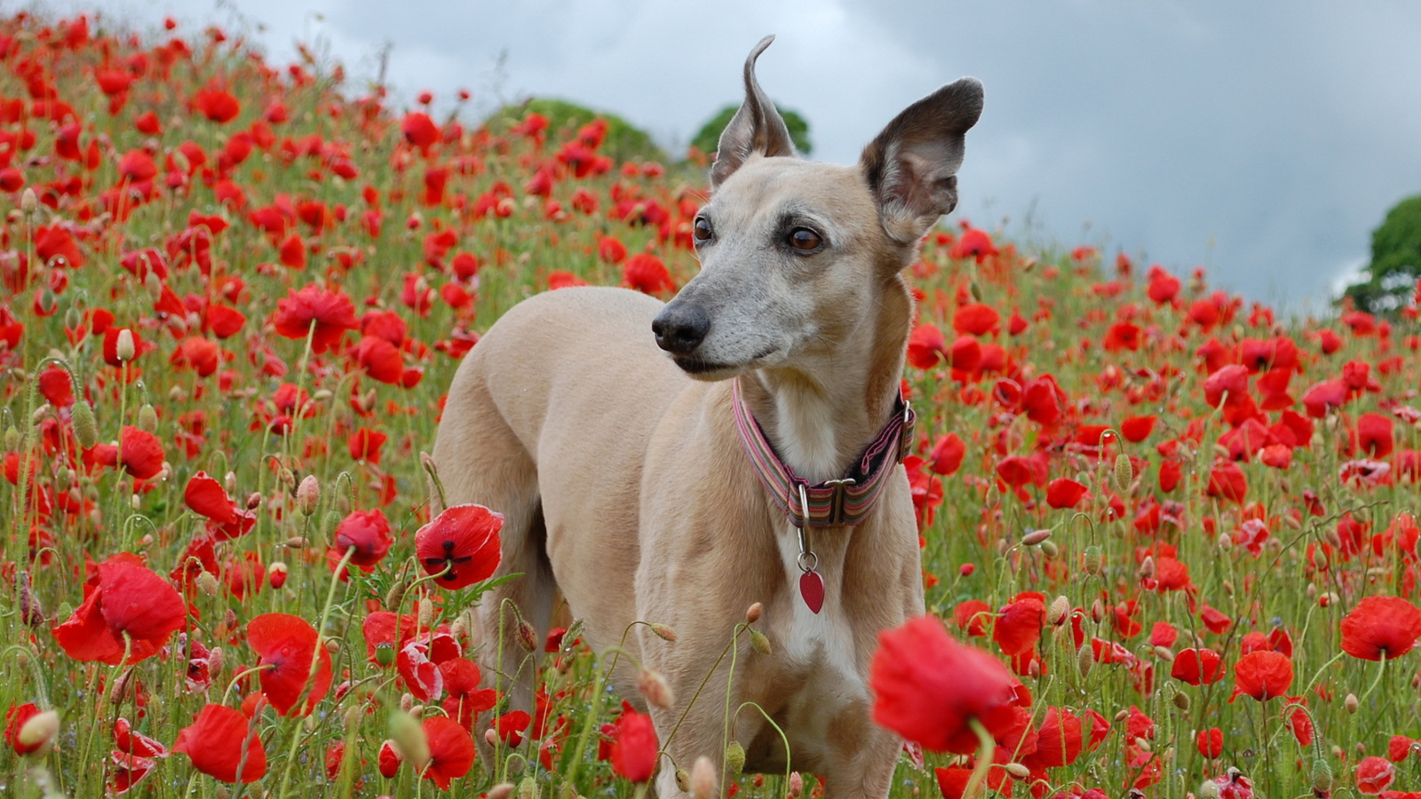 Screenshot №1 pro téma Dog In Poppy Field 1600x900