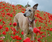 Das Dog In Poppy Field Wallpaper 176x144