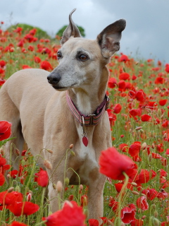 Sfondi Dog In Poppy Field 240x320