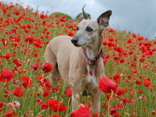 Das Dog In Poppy Field Wallpaper 320x240