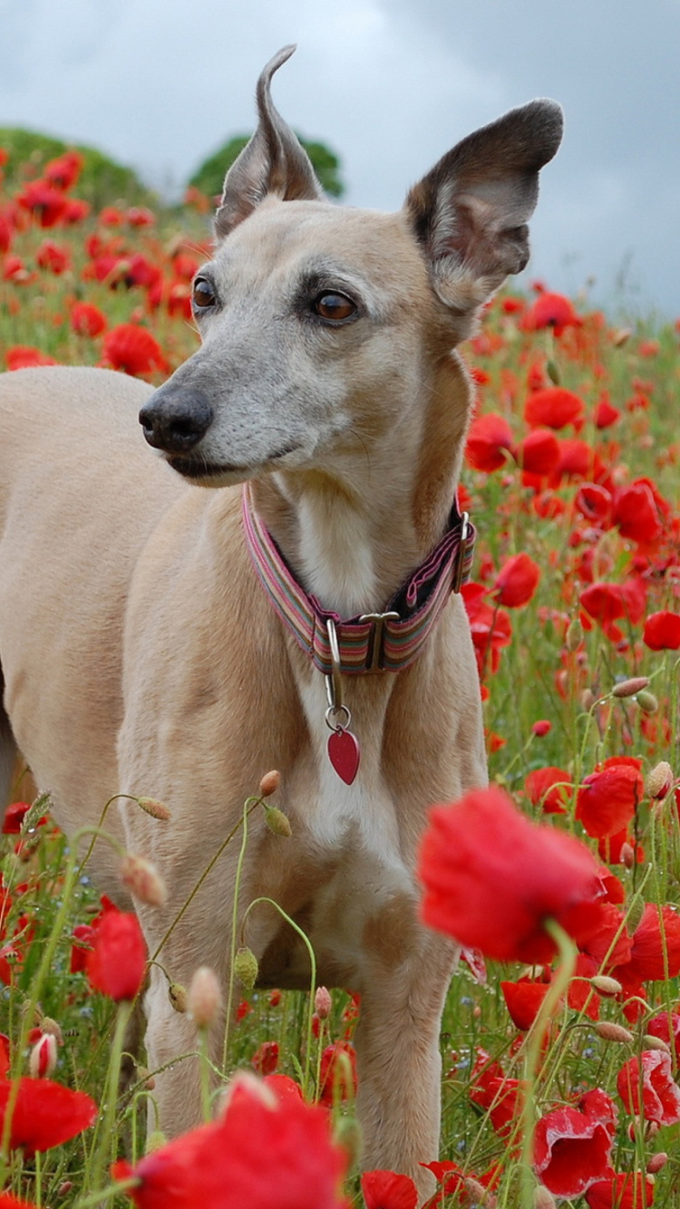 Das Dog In Poppy Field Wallpaper 750x1334