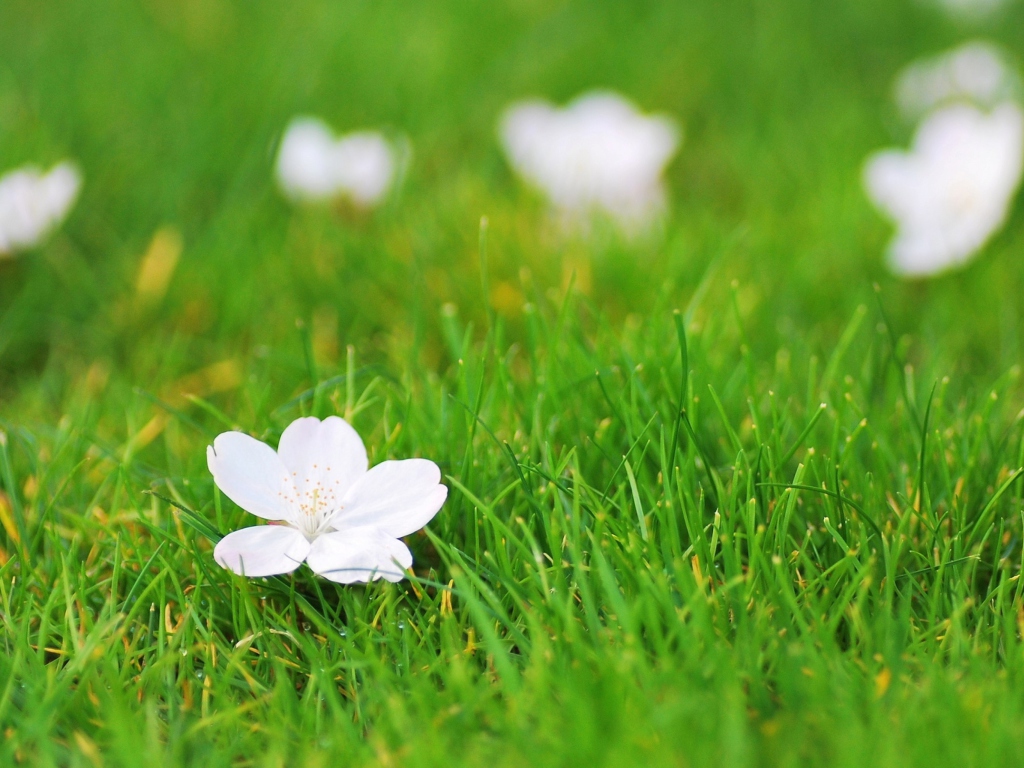 White Flower On Green Grass wallpaper 1024x768