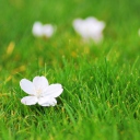 Screenshot №1 pro téma White Flower On Green Grass 128x128