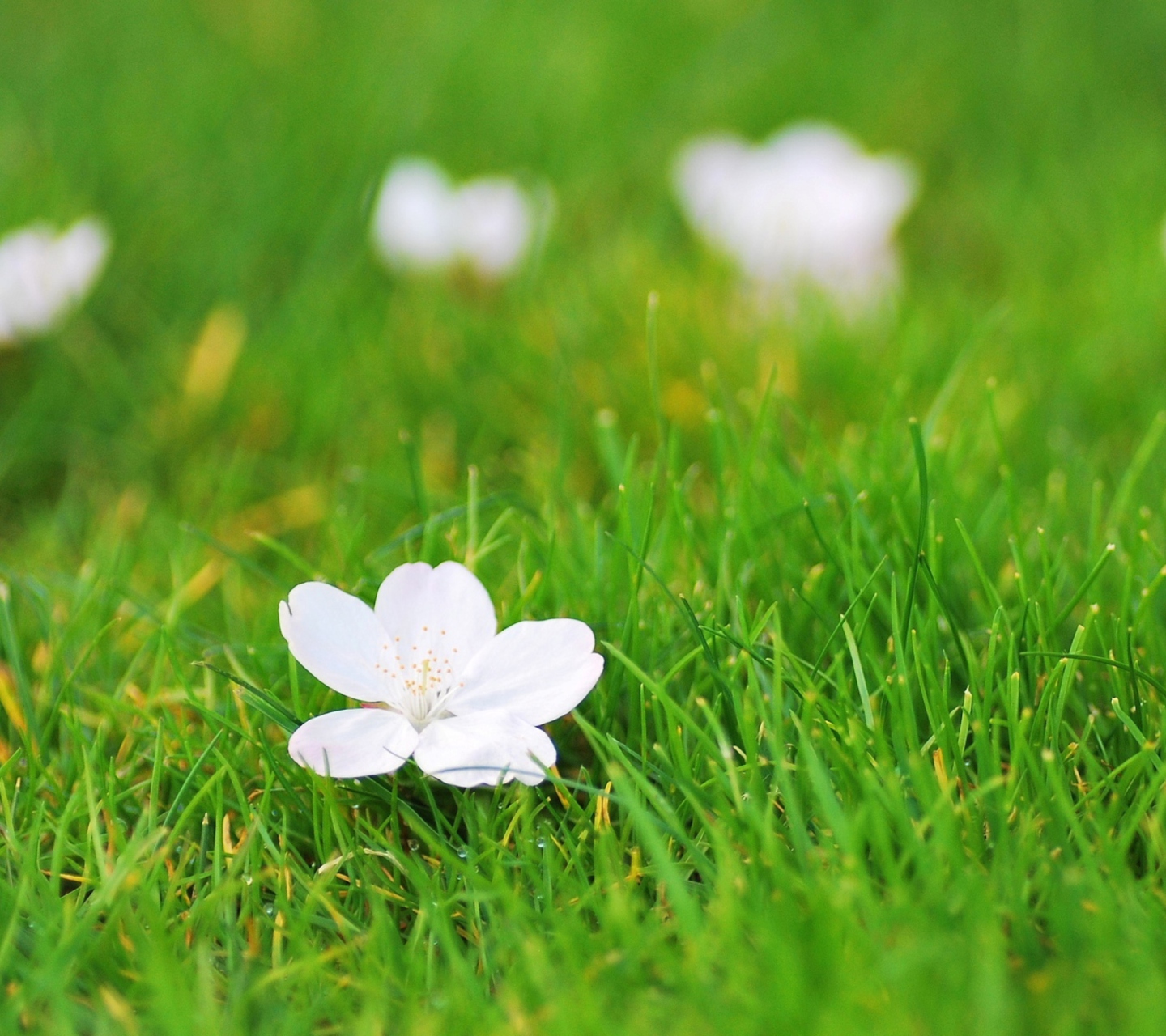 Fondo de pantalla White Flower On Green Grass 1440x1280