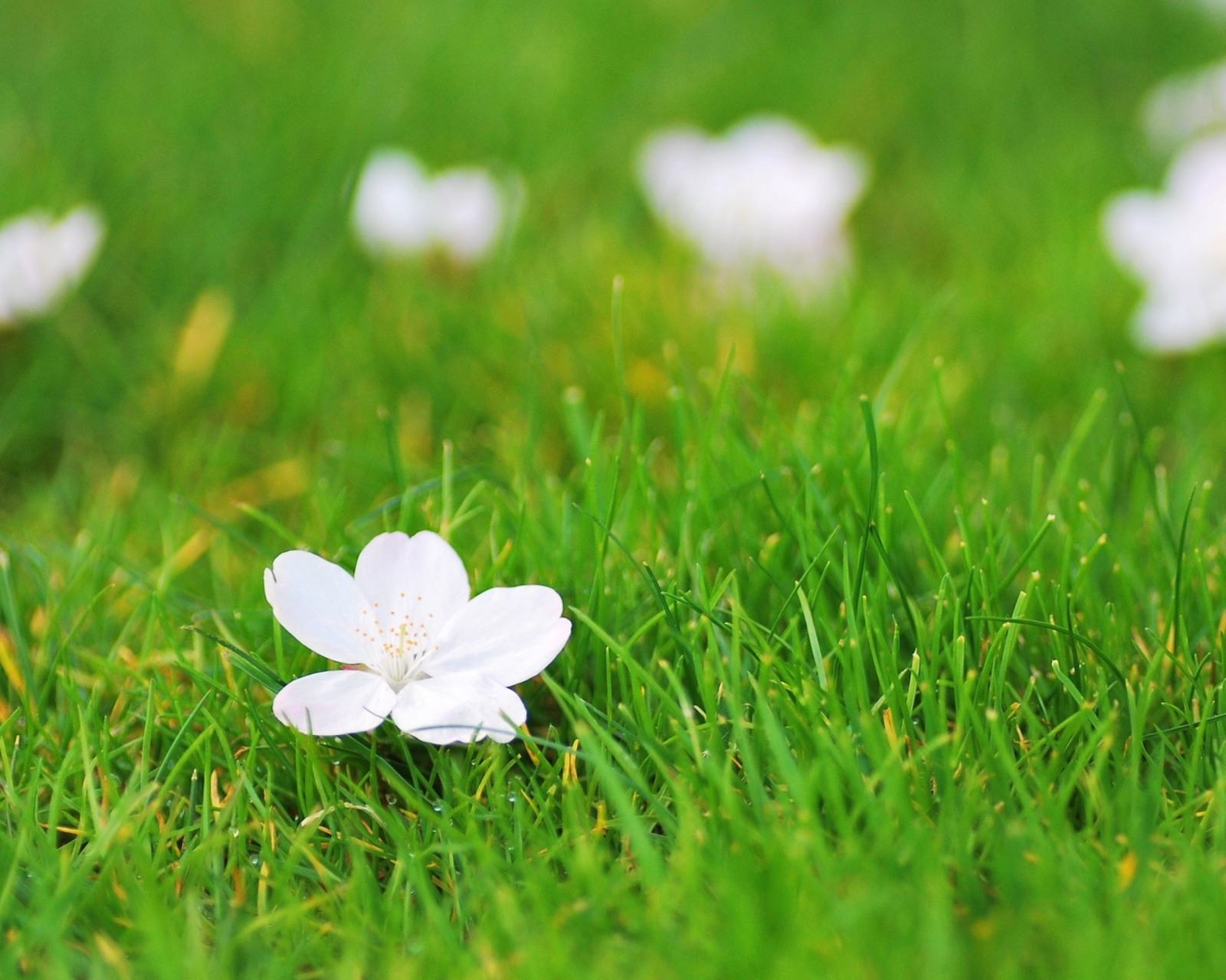 Обои White Flower On Green Grass 1600x1280
