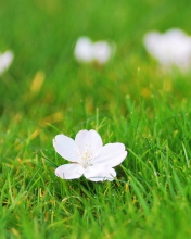 Sfondi White Flower On Green Grass 176x220