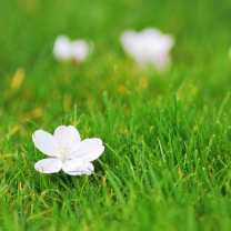 Sfondi White Flower On Green Grass 208x208