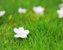 Обои White Flower On Green Grass 220x176