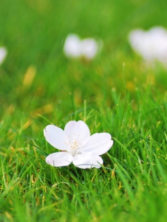 Das White Flower On Green Grass Wallpaper 240x320