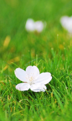 Обои White Flower On Green Grass 240x400
