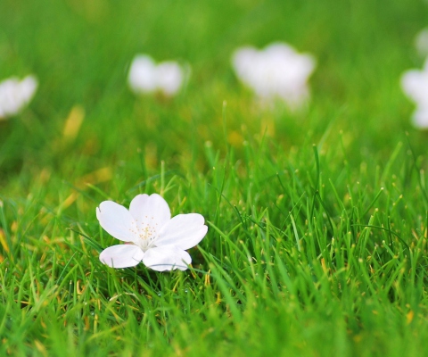 Fondo de pantalla White Flower On Green Grass 480x400