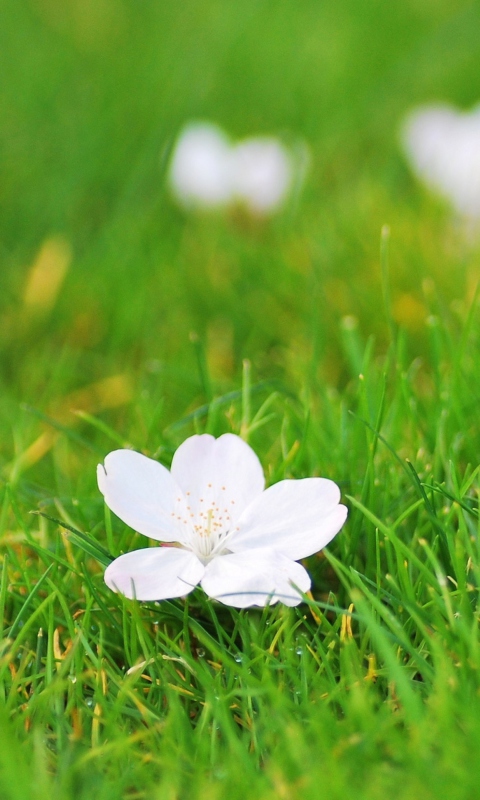 White Flower On Green Grass screenshot #1 480x800