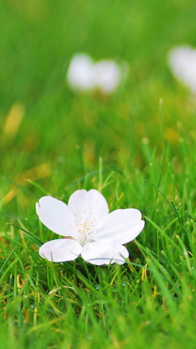 Обои White Flower On Green Grass 640x1136