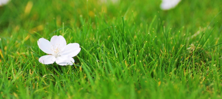 Fondo de pantalla White Flower On Green Grass 720x320