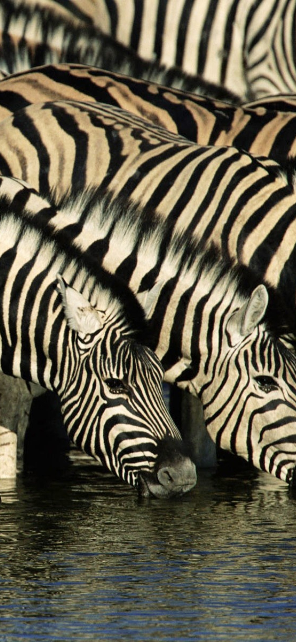 Fondo de pantalla Zebras Drinking Water 1170x2532