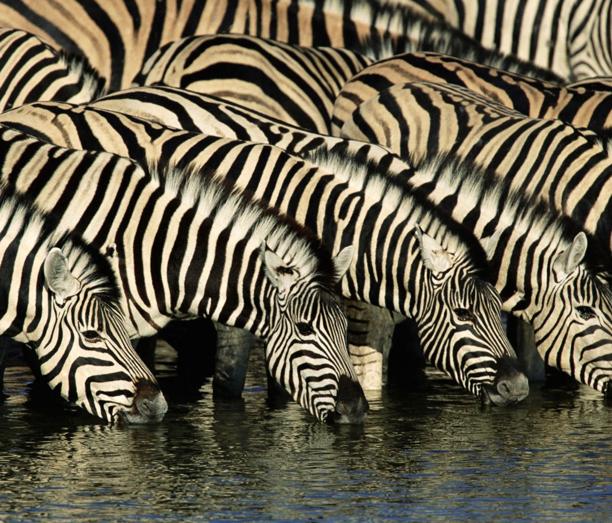 Zebras Drinking Water wallpaper 1200x1024