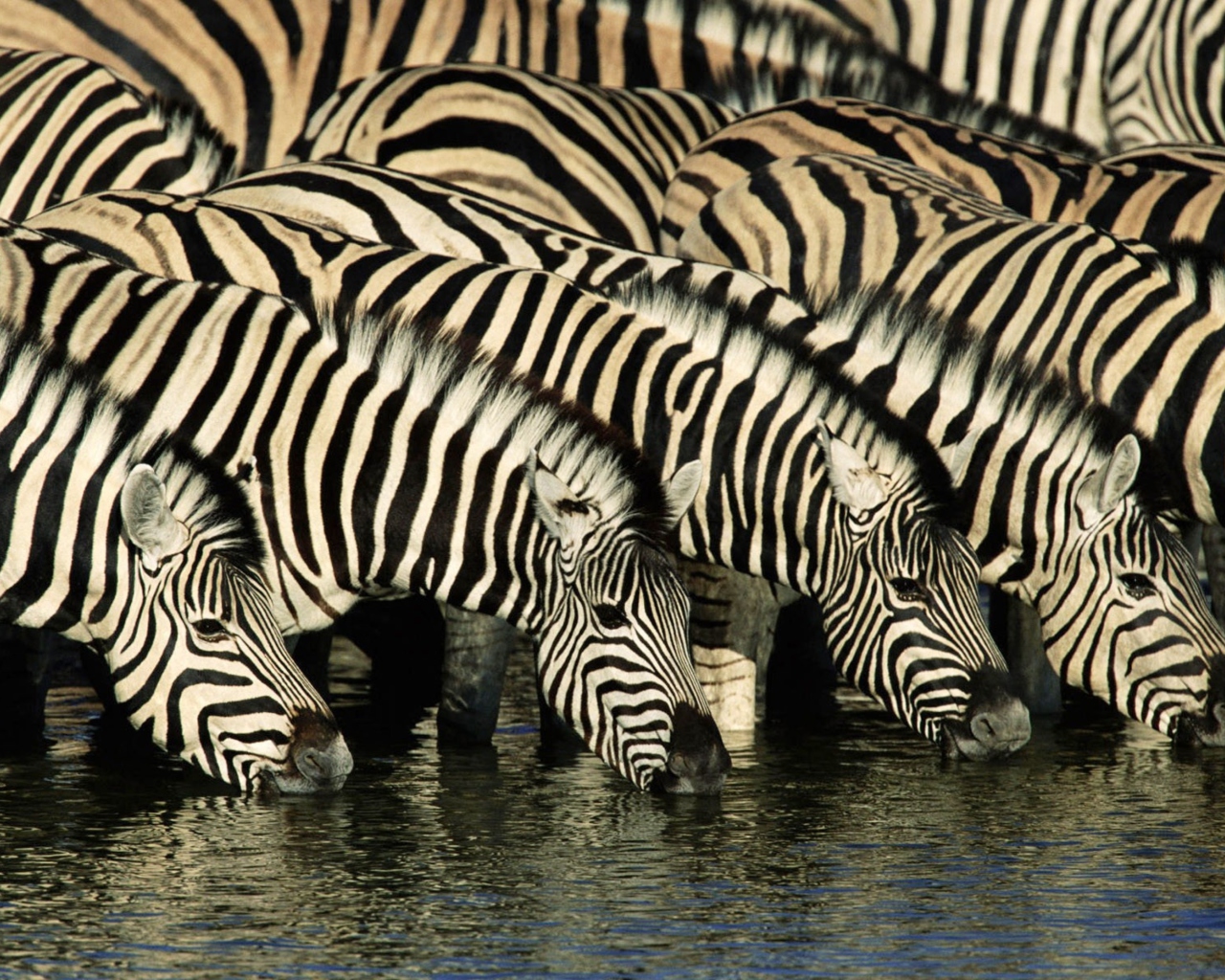 Обои Zebras Drinking Water 1280x1024