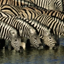 Zebras Drinking Water wallpaper 128x128