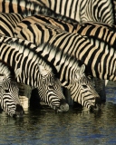 Обои Zebras Drinking Water 128x160