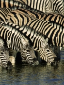 Обои Zebras Drinking Water 132x176