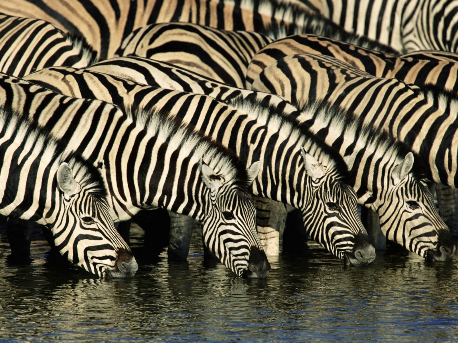Zebras Drinking Water wallpaper 1600x1200