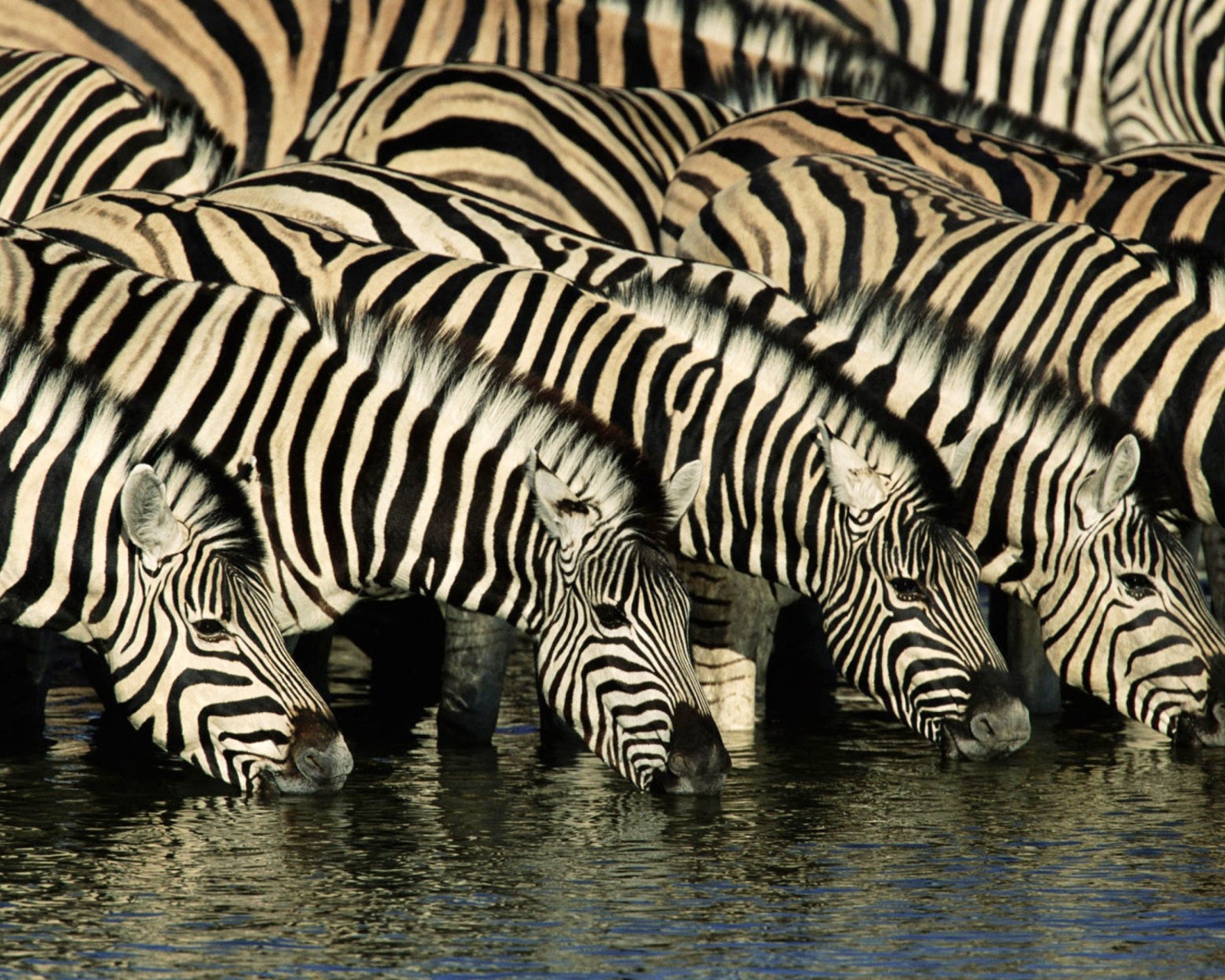 Das Zebras Drinking Water Wallpaper 1600x1280