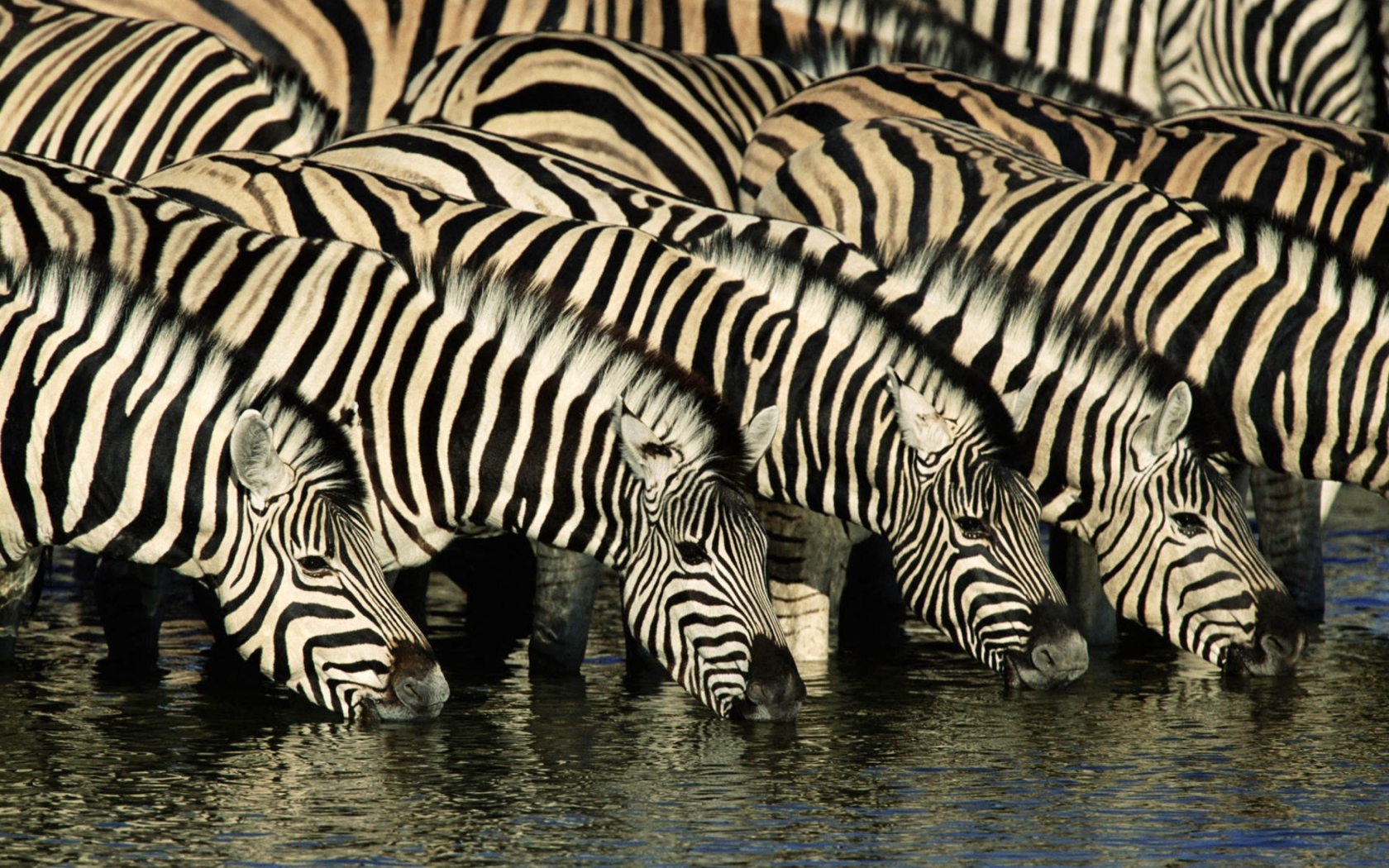 Zebras Drinking Water wallpaper 1680x1050