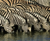 Das Zebras Drinking Water Wallpaper 176x144