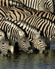 Fondo de pantalla Zebras Drinking Water 176x220