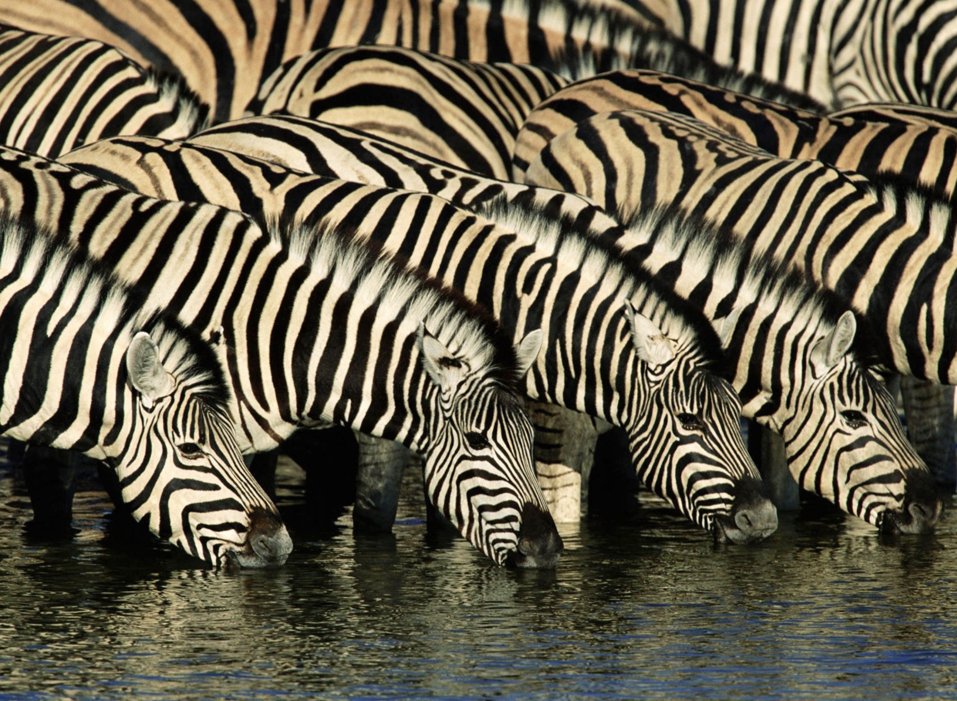 Zebras Drinking Water wallpaper 1920x1408