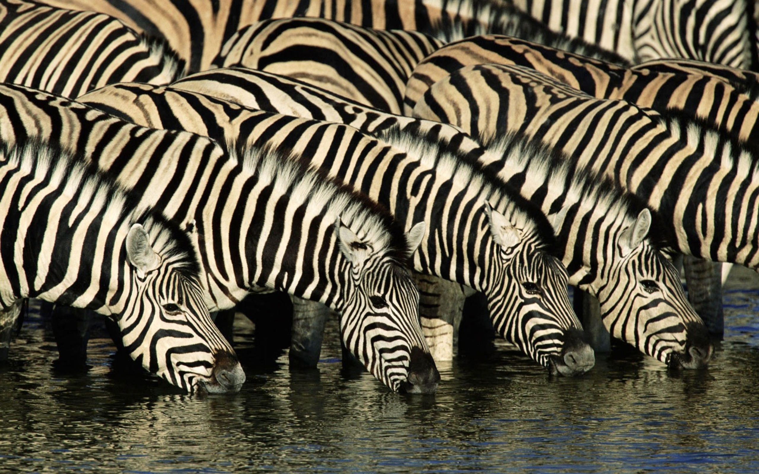 Zebras Drinking Water wallpaper 2560x1600