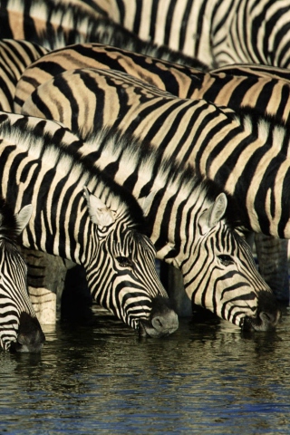 Sfondi Zebras Drinking Water 320x480
