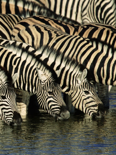 Zebras Drinking Water wallpaper 480x640