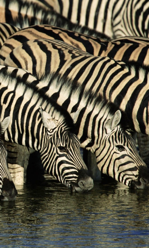 Zebras Drinking Water wallpaper 480x800