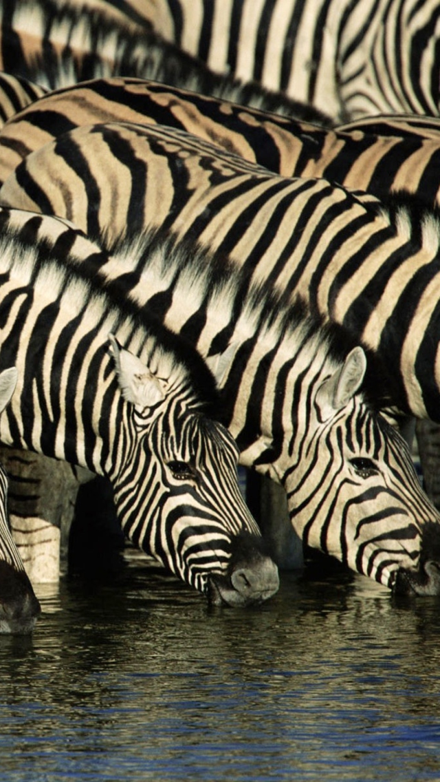 Das Zebras Drinking Water Wallpaper 640x1136