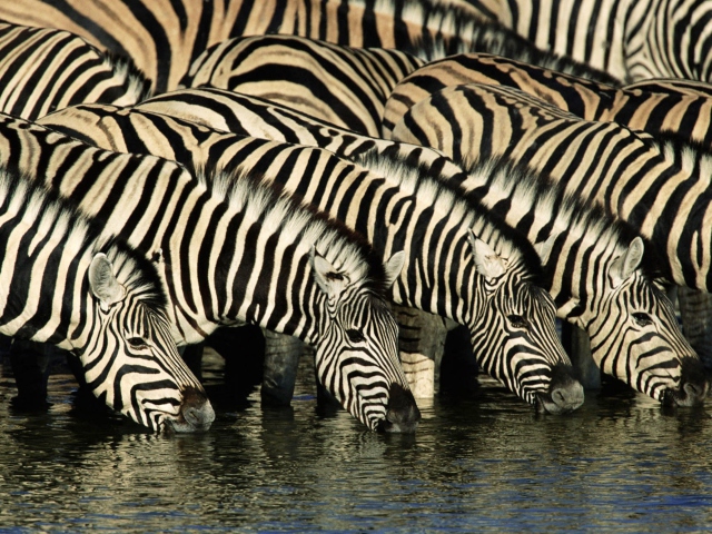 Zebras Drinking Water wallpaper 640x480