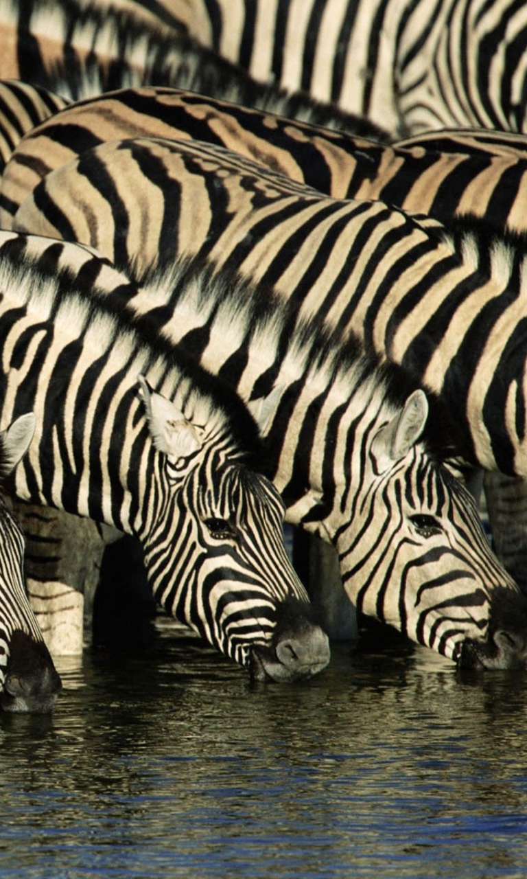 Zebras Drinking Water wallpaper 768x1280
