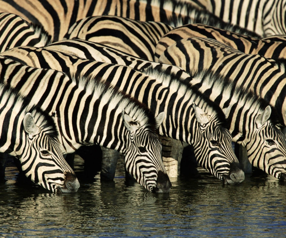 Das Zebras Drinking Water Wallpaper 960x800