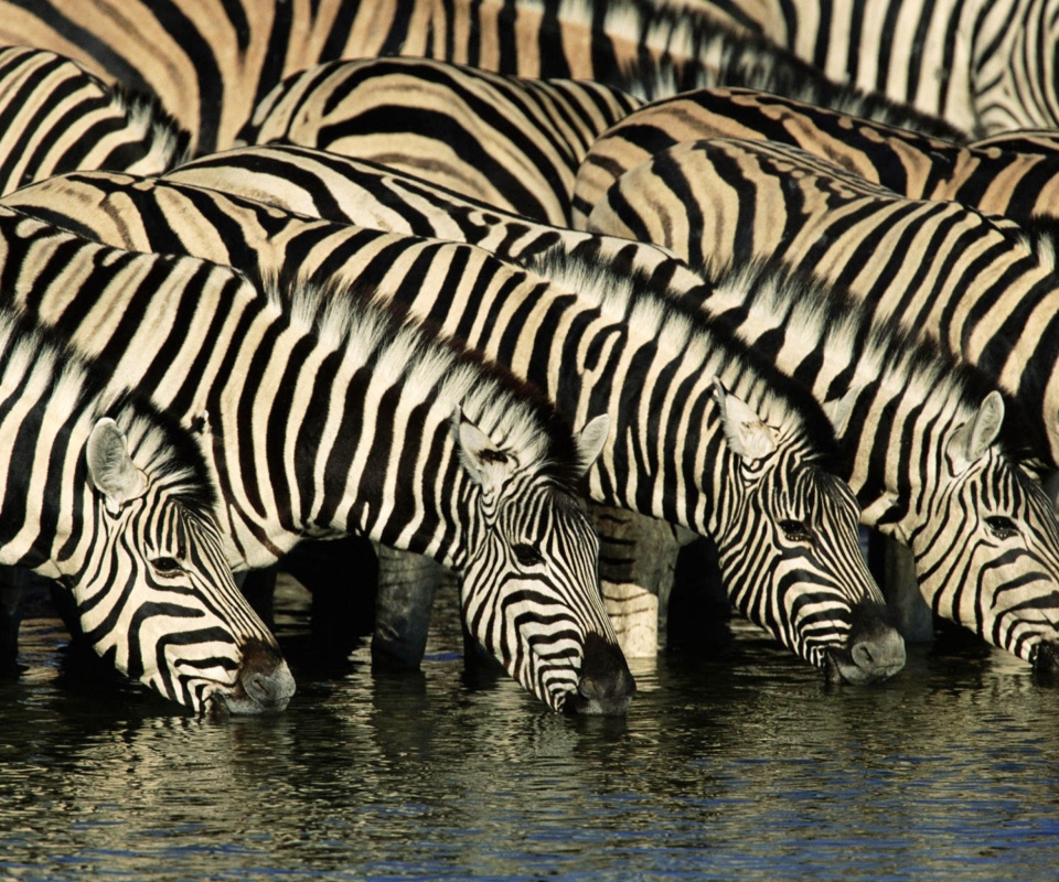 Обои Zebras Drinking Water 960x800