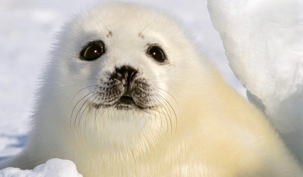 Baby Seal screenshot #1 1024x600