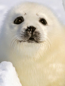 Baby Seal screenshot #1 132x176