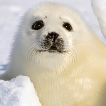 Fondo de pantalla Baby Seal 208x208