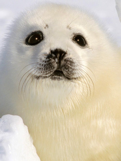 Обои Baby Seal 240x320