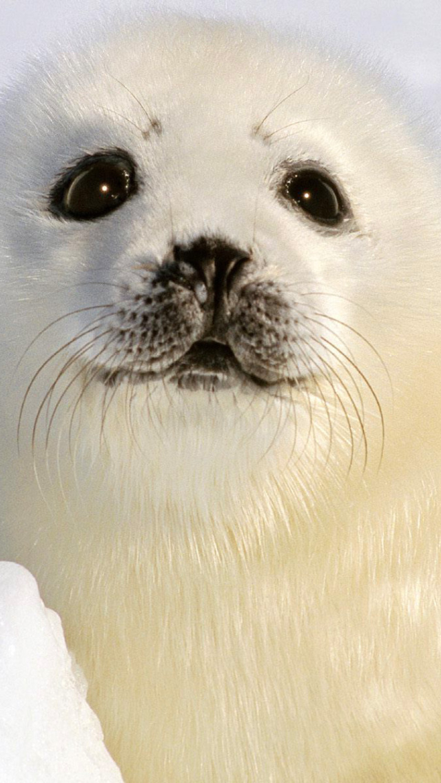 Sfondi Baby Seal 640x1136