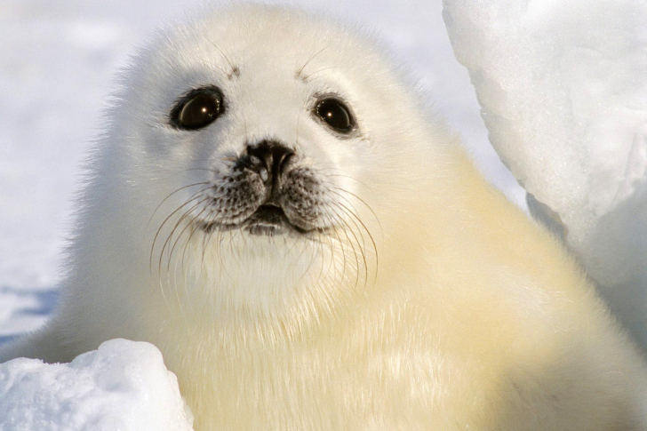 Fondo de pantalla Baby Seal